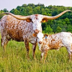 Longhorn cattle bulls longhorns horns livestock livestockpedia breed