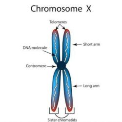 Make a sketch of a chromosome and label the telomeres