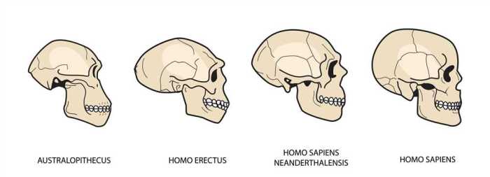 Human evolution skull analysis gizmo assessment answers