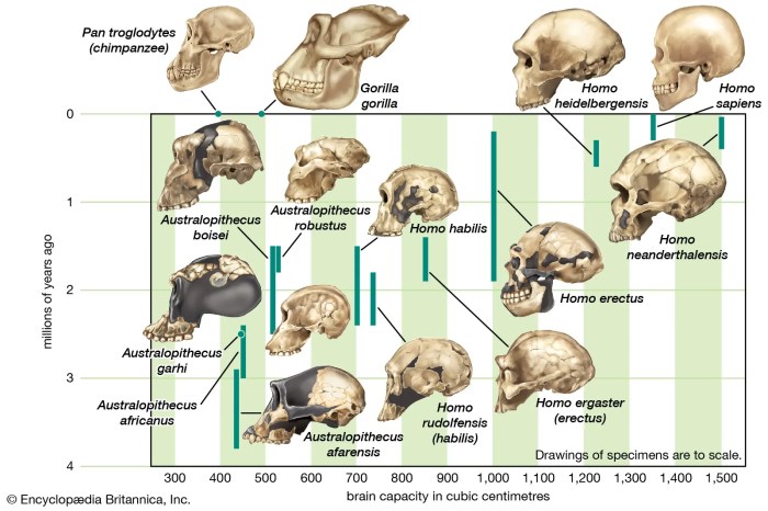 Human evolution skull analysis gizmo assessment answers