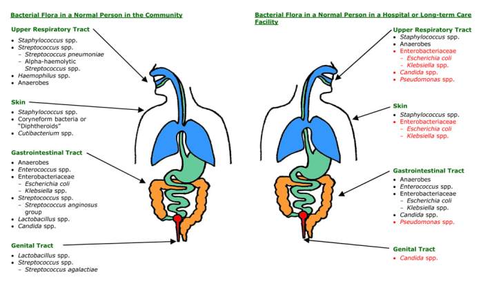 The best descriptive term for the resident microbiota is _______.