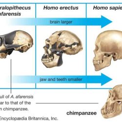 Human evolution skull analysis gizmo assessment answers