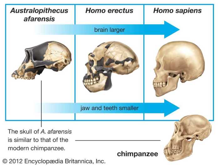 Human evolution skull analysis gizmo assessment answers